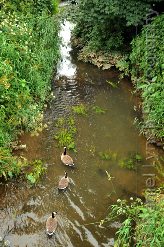 METRO FEATURES : WILD SWIM