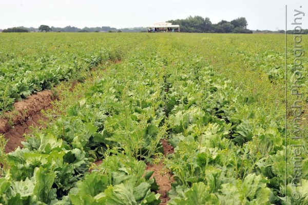 McDONALD'S QUALITY SCOUTS UNDERTAKE THE 'BIG MAC' TOUR