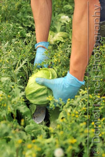 McDONALD'S QUALITY SCOUTS UNDERTAKE THE 'BIG MAC' TOUR