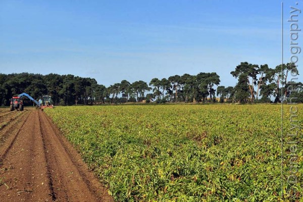 McDONALD'S QUALITY SCOUTS - FRENCH FRIES TOUR