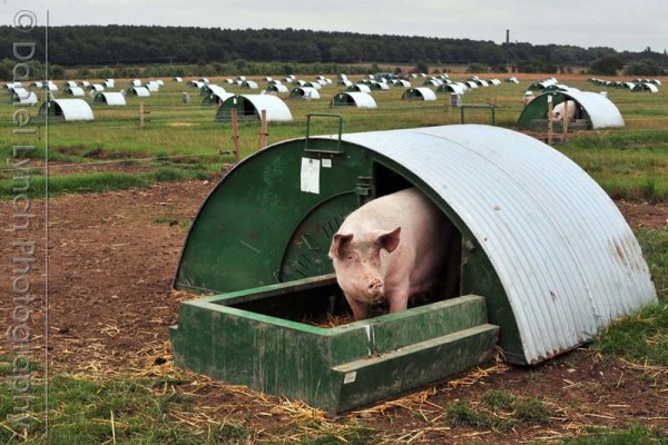 McDONALD'S QUALITY SCOUTS - SAUSAGE & EGG McMUFFIN TOUR