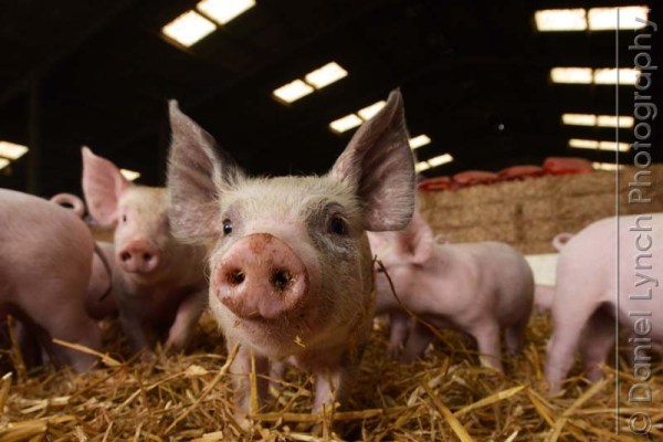 McDONALD'S QUALITY SCOUTS - SAUSAGE & EGG McMUFFIN TOUR