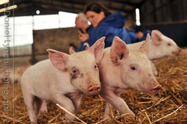 McDONALD'S QUALITY SCOUTS - SAUSAGE & EGG McMUFFIN TOUR