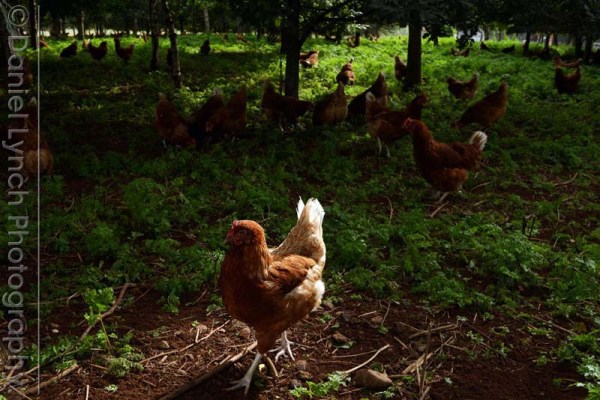 McDONALD'S QUALITY SCOUTS - SAUSAGE & EGG McMUFFIN TOUR