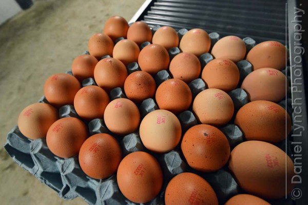 McDONALD'S QUALITY SCOUTS - SAUSAGE & EGG McMUFFIN TOUR